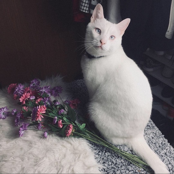 ๐ฑ๐ฅ๐ฟMeet the seller ๐ฟ๐ฅ๐ฑ - Picture 4 of 8